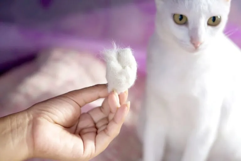haaruitval bij katten