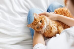 FIP bij katten: symptomen, therapie en preventieve maatregelen