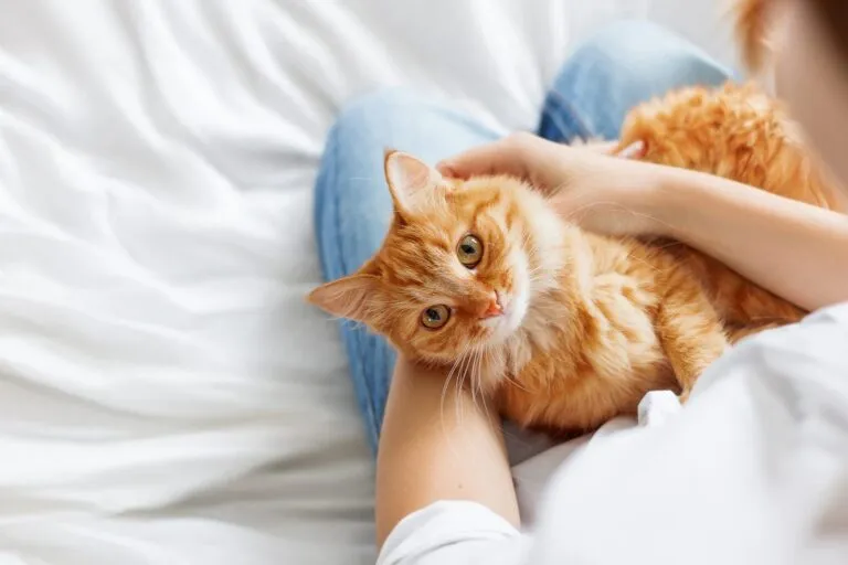 Jonge kat die risico loopt op FIP