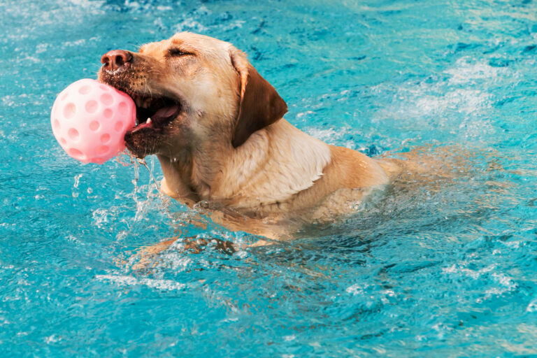 Labrador in hondenzwembad