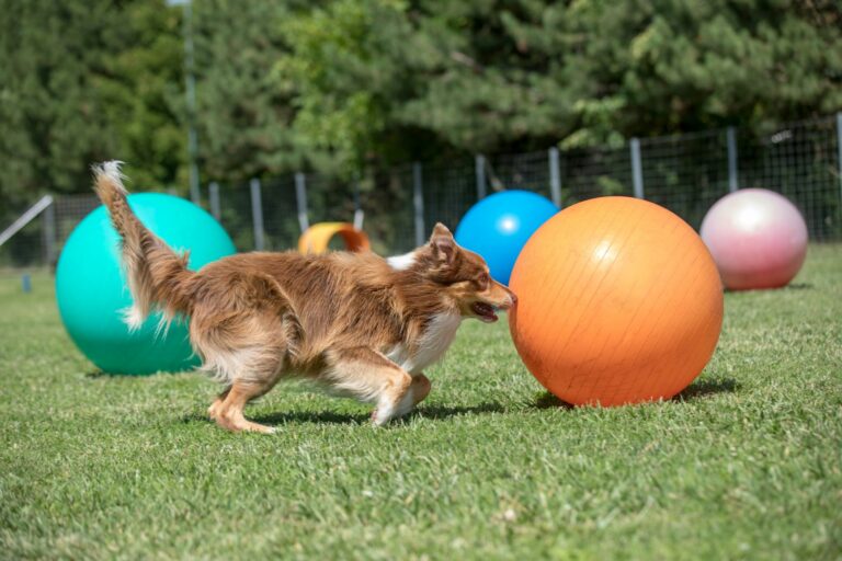 Hond met treibball Hond met treibball
