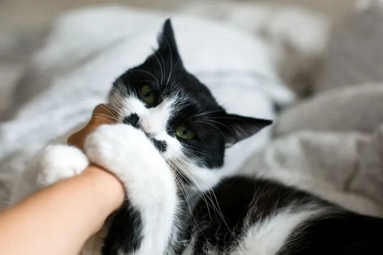 Kattenbeet tijdens spelen of stress met kans op een wondinfectie