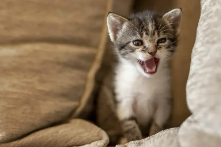kitten op bank