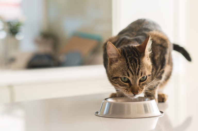 Taurine voor katten