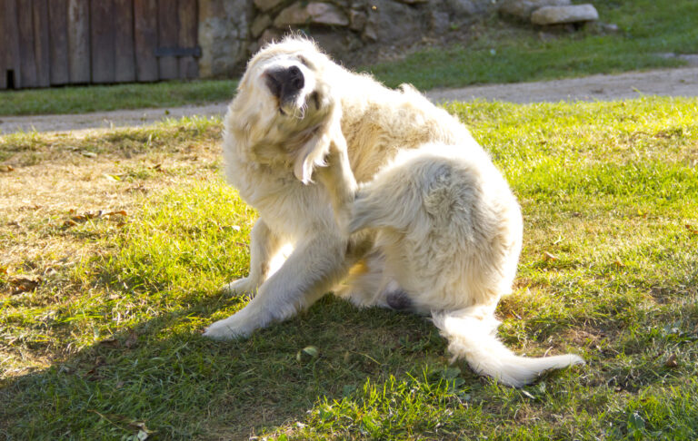 Atopische dermatitis bij de hond