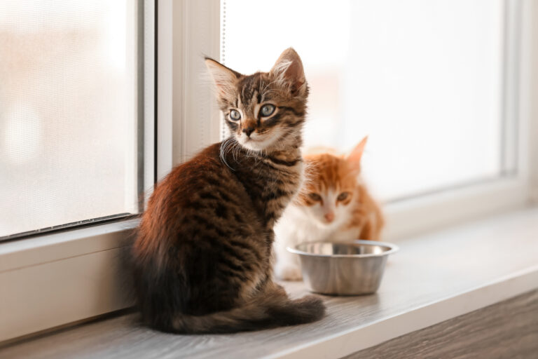 Kattenvoeding voor elke leeftijd