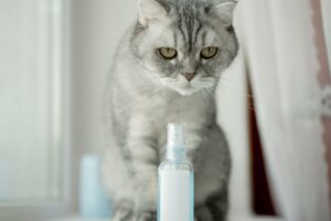 Feromonen voor katten: Goed voor gestreste huiskatten?