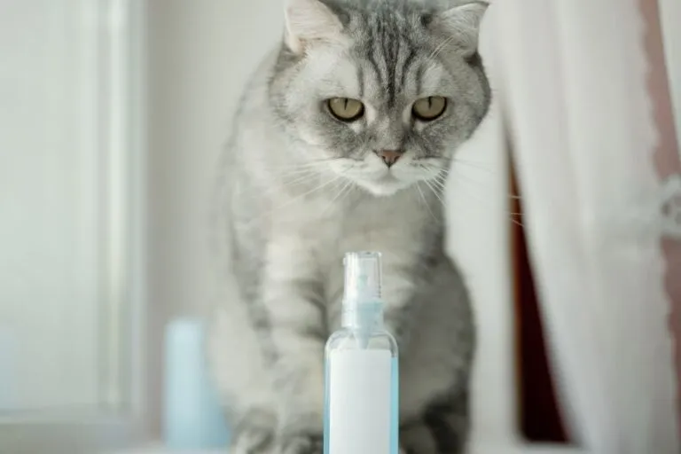 Feromonen voor katten