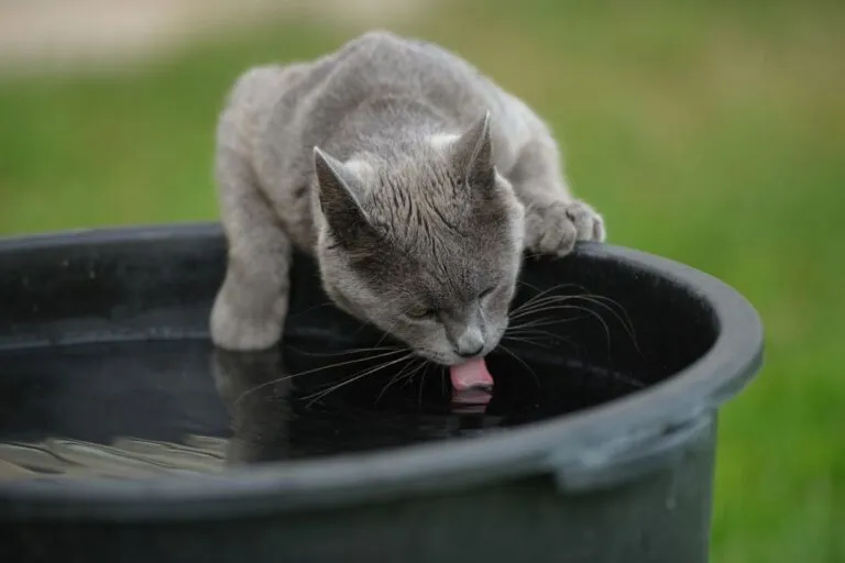 Grijze kat drinkt uit een regenton