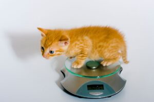 Zo controleert u het gewicht van uw kittens