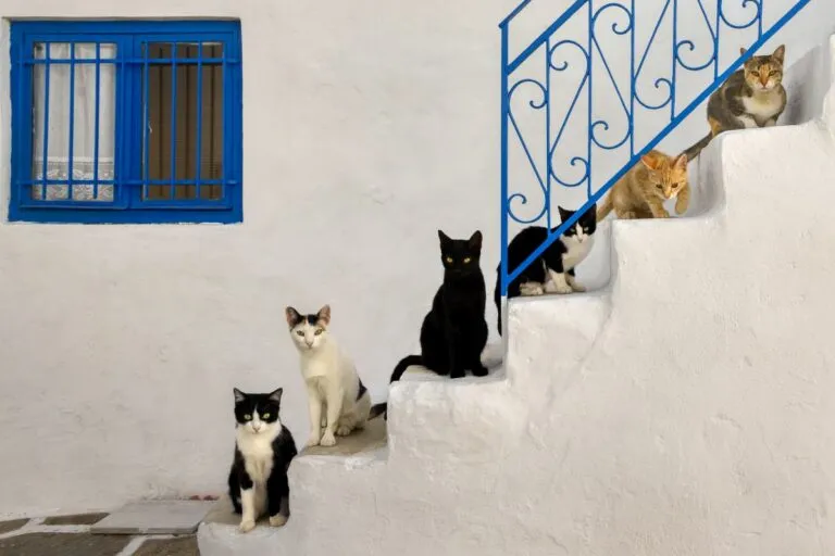 groei van katten