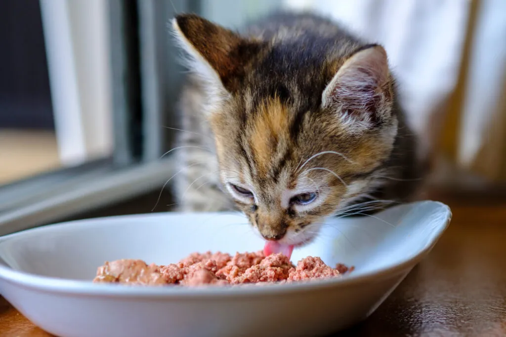Kitten eet natvoer