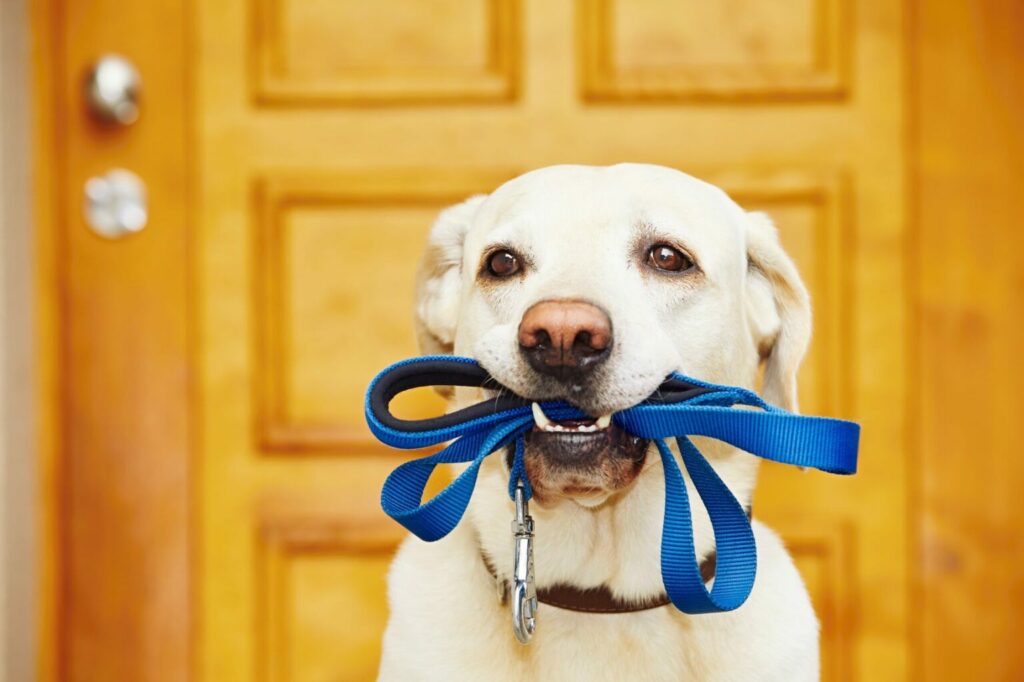 Hond lijn uitlaten Hond heeft lijn in mond uitlaten
