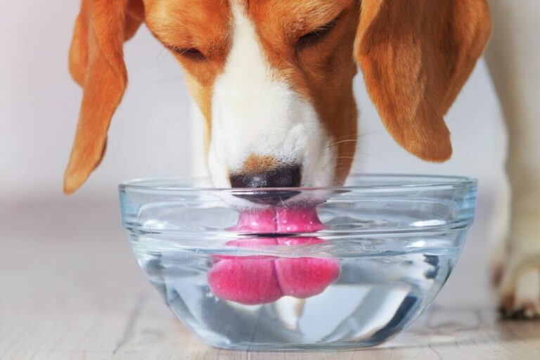 Hond met nierfalen drinkt veel