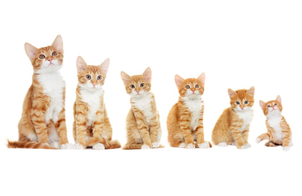 Van kitten tot kat de groei van katten in zes fases zooplus