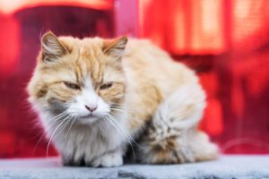 Kattenaids (Feline Immunodeficiëntievirus, FIV): Symptomen, Stadia & Behandeling