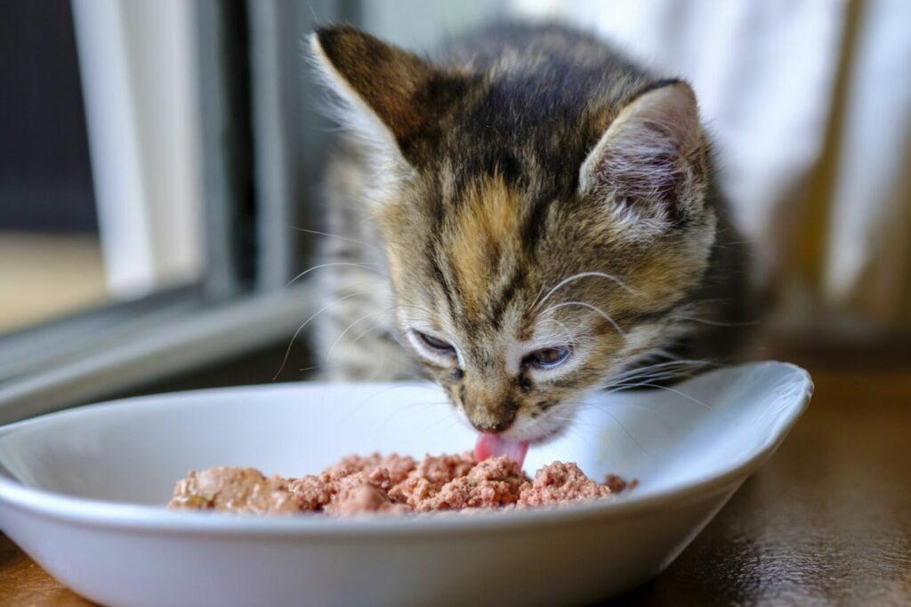 Kat eet natvoer Kat eet natvoer