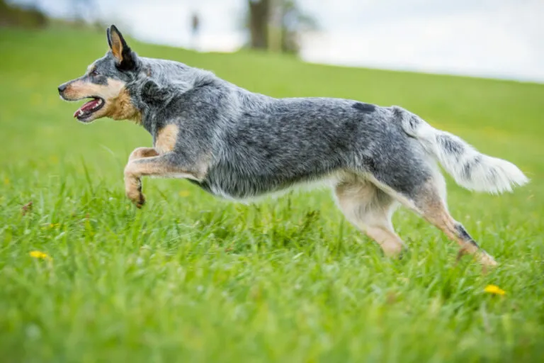 Australian Cattle Dog in beweging