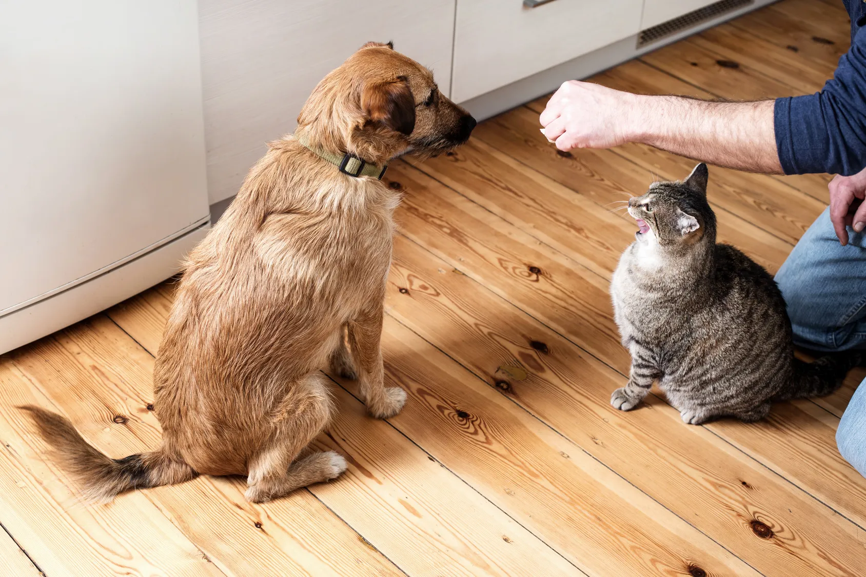 hond kat voer
