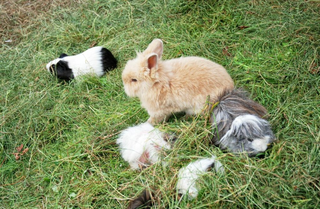 Groep cavia’s konijn Groep cavia's en konijn in gras