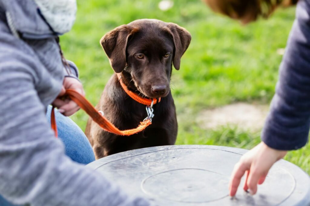 Jonge labrador hondenschool