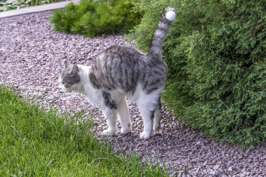 Een grijze kat markeert een bosje Kat markeert bosje