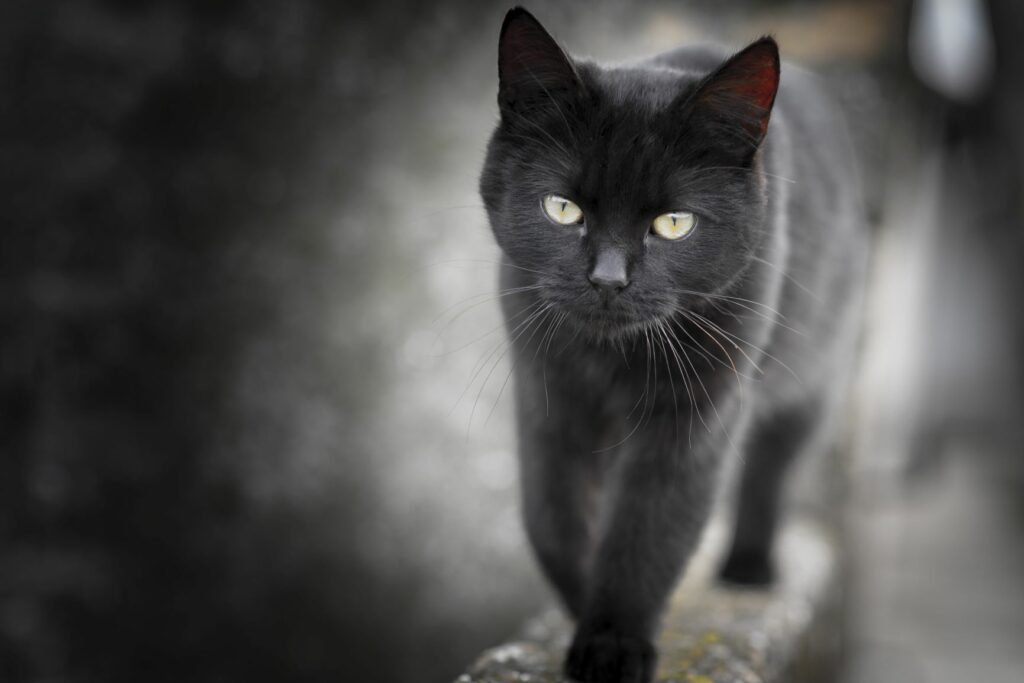 Handschrift verkiezing lokaal Zwarte katten: brengen ze echt ongeluk? | zooplus