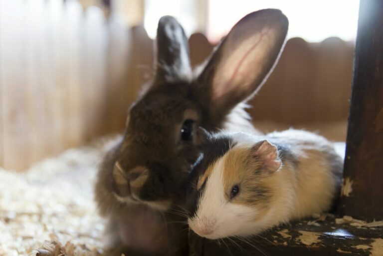 Konijn en cavia