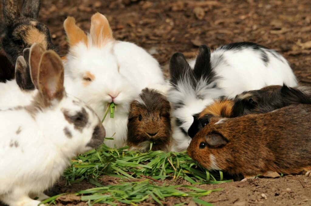 Etende cavia's en konijnen.