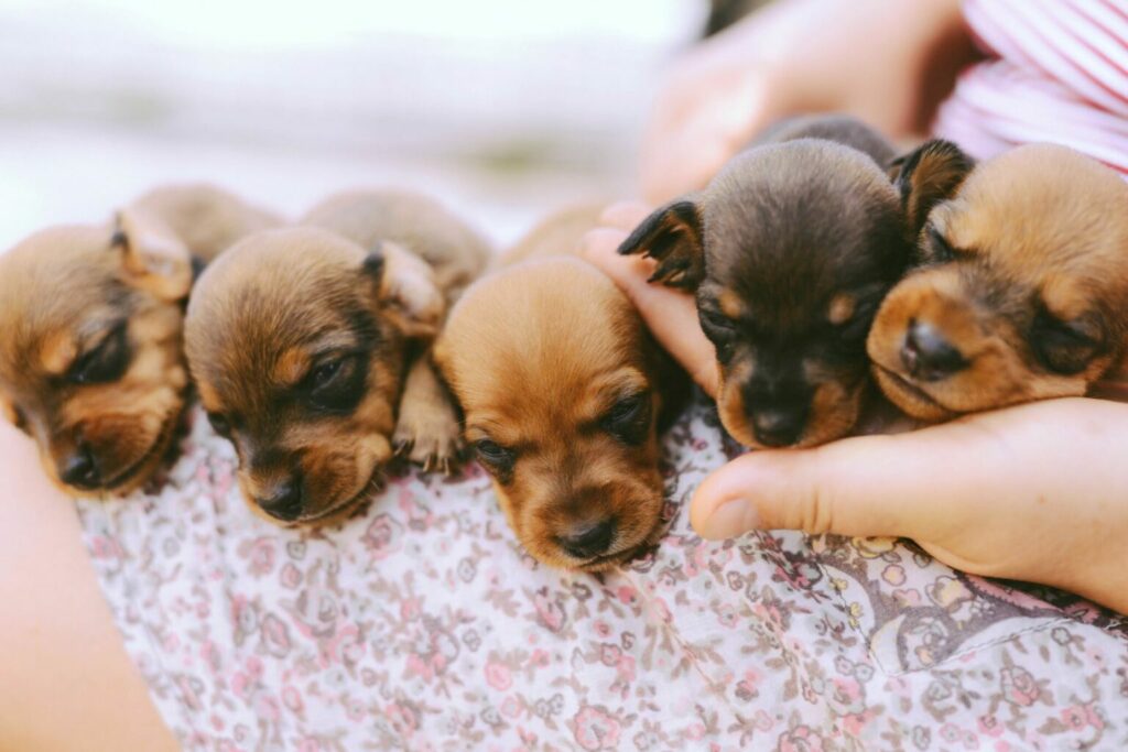 Socialisatie puppy’s mens Socialisatie puppy's mens