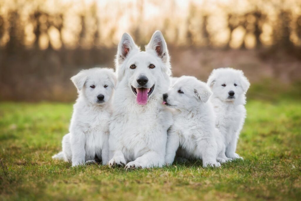 Alles te weten komen over de ontwikkeling van honden: van geboorte tot volwassen hond