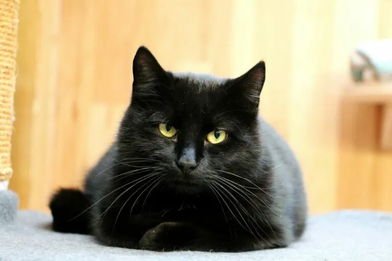 Zwarte kat