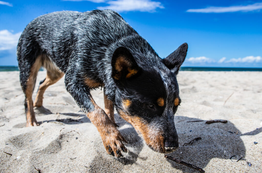 Australian Cattle Dog strand Australian Cattle Dog strand