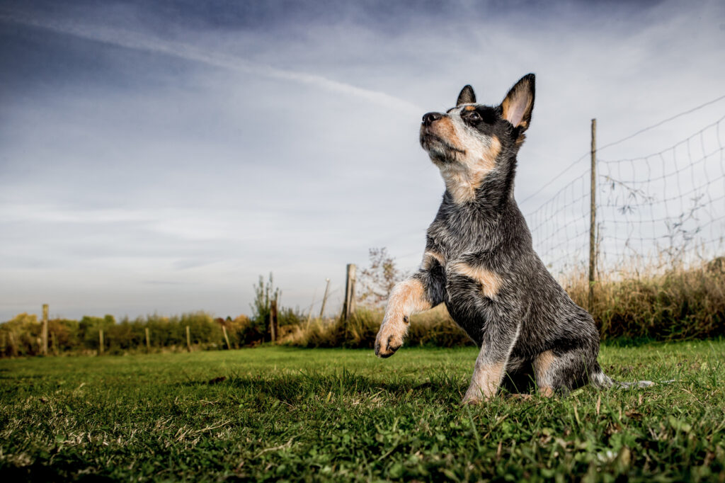 Australian Cattle Dog puppy Australian Cattle Dog puppy