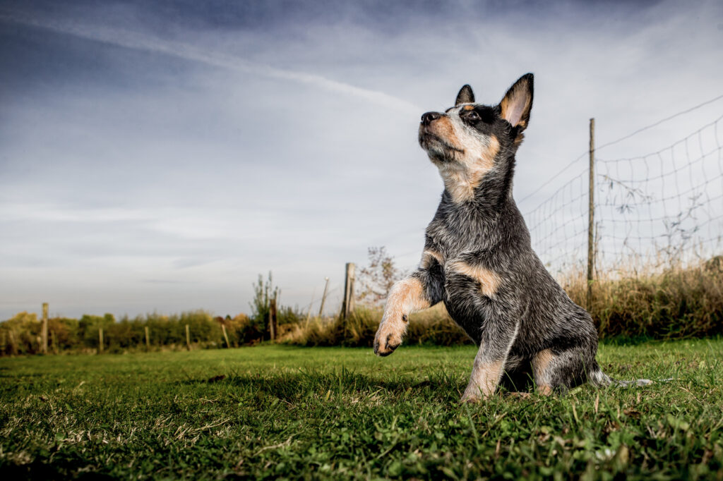 Australian Cattle Dog puppy