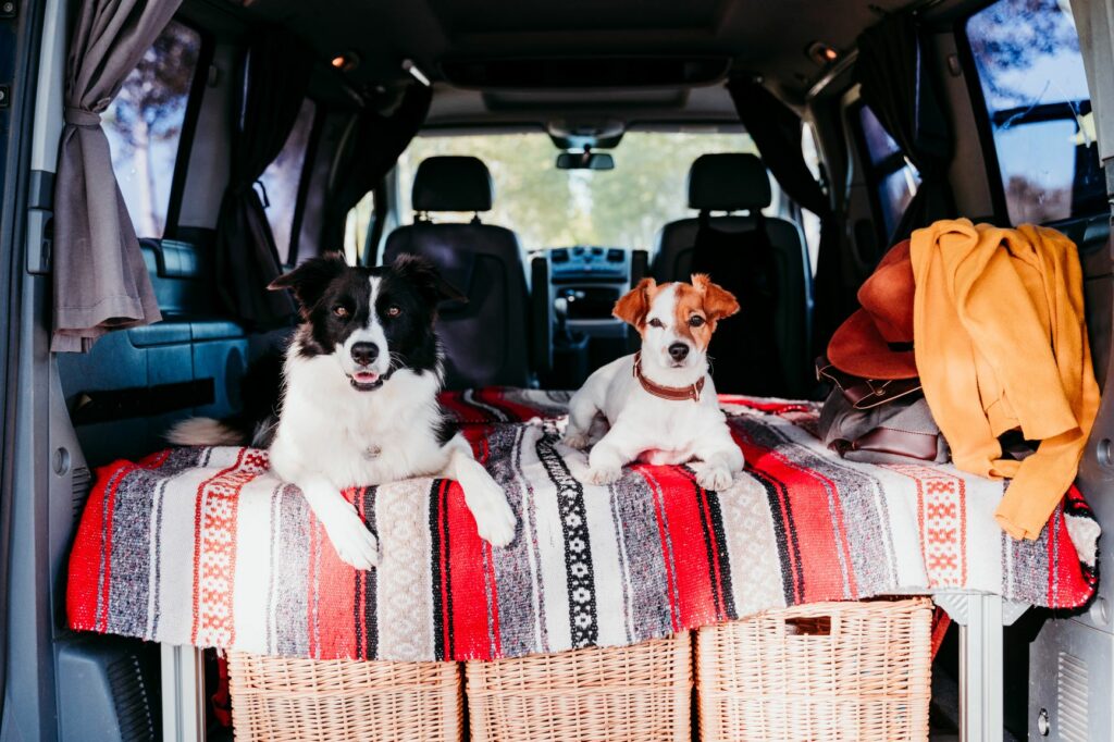 Twee honden in de auto kamperen met je hond