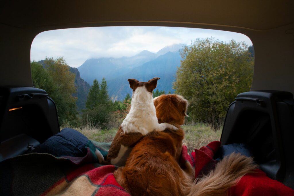 Honden in de auto kamperen met je hond