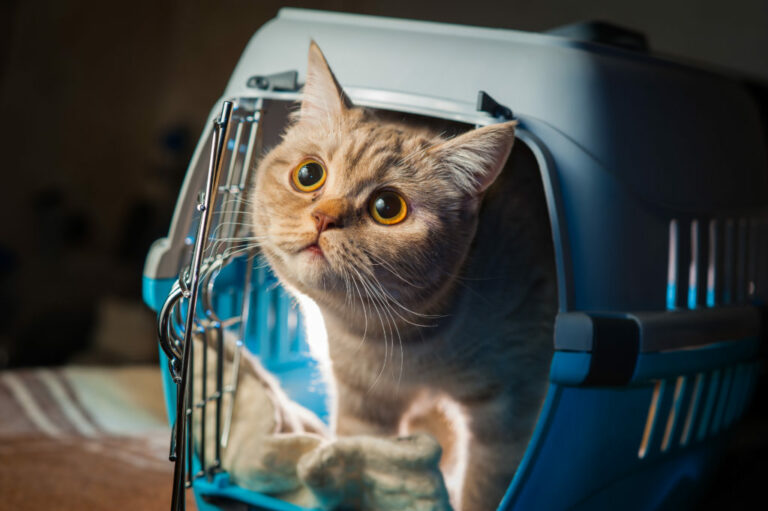 Kat uit reiskoffer