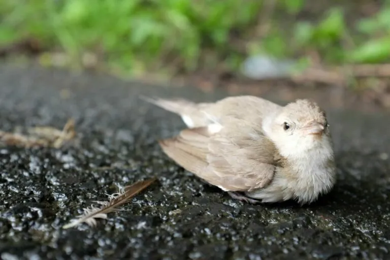 Gewonde vogel