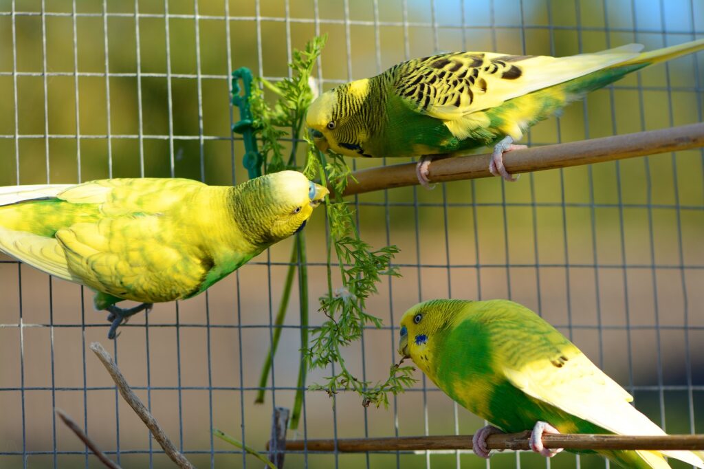 groene parkiet eten
