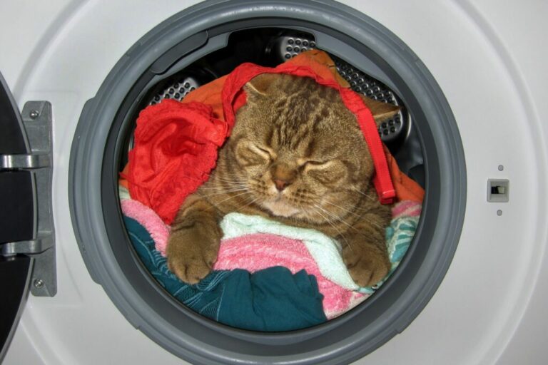 Kat in wasmachine