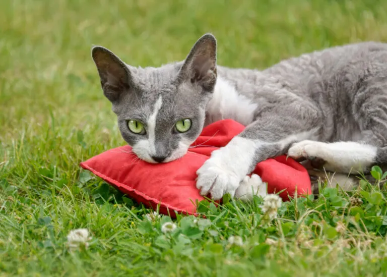 Devon Rex speelt met valeriaankussen