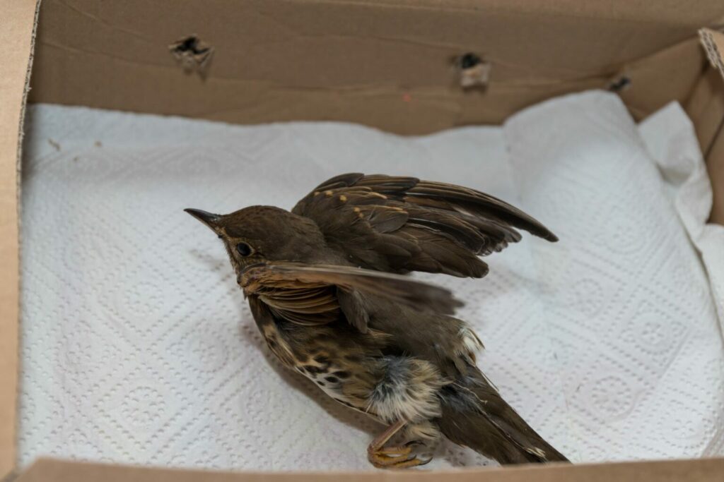 Een gewonde vogel in een doos voor transport Gewonde vogel doos transport