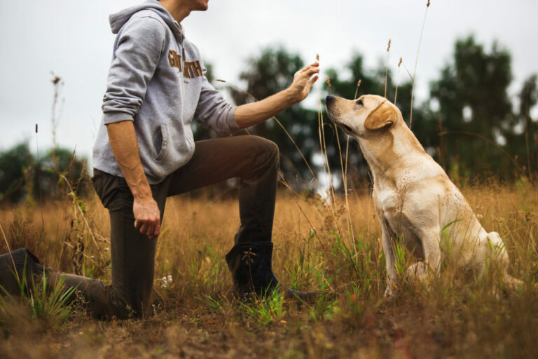 Anti-jachttraining voor honden