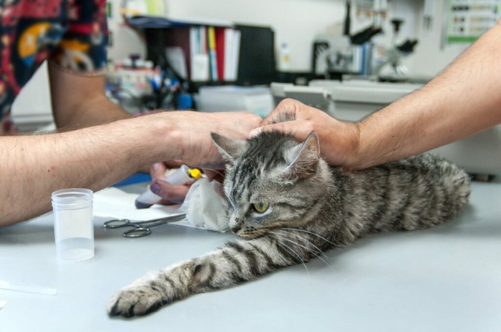 Dierenarts prikt bloed bij een kat Dierenarts prikt bloed kat