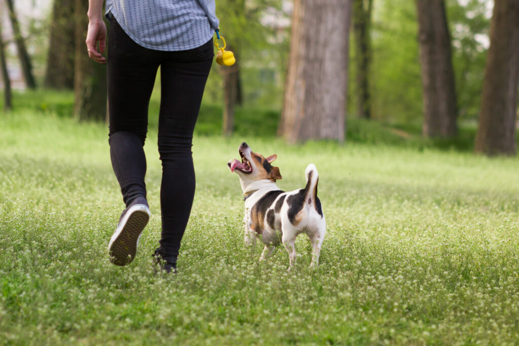 Hond speelt in gras