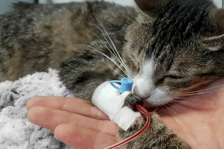 Kat donatie bloed
