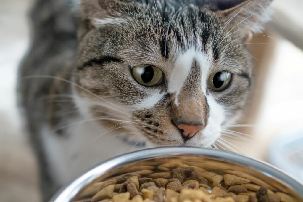 verder Dakloos Jong Zo bepaal je de juiste hoeveelheid voer voor je kat | zooplus magazine