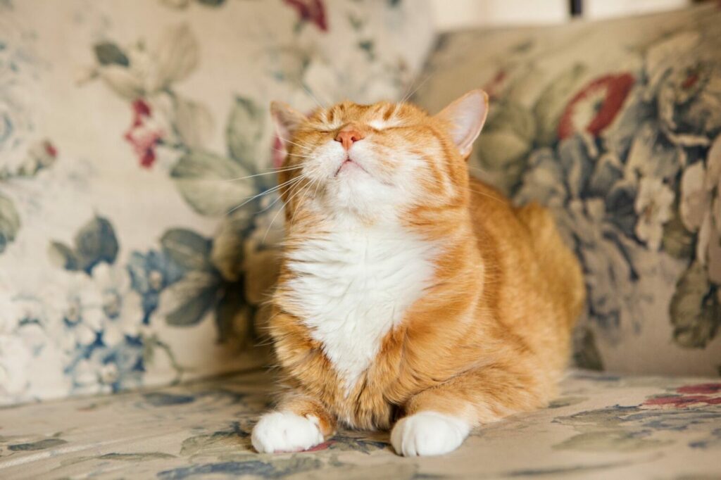 Een rode kat zit met de ogen dicht op een bank Kat op bank