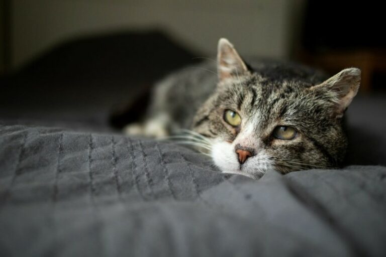 Artritis bij katten symptomen en behandeling zooplus magazine